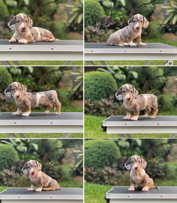 For Sale Puppy Female Miniature Dapple Dachshund