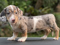 For Sale Puppy Female Miniature Dapple Dachshund
