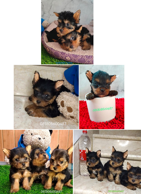 Dijual Puppy Yorkie Yorkshire Terrier Mini Lucu MurMer Stambum Vaksin