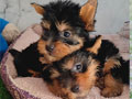 Dijual Puppy Yorkie Yorkshire Terrier Mini Lucu MurMer Stambum Vaksin