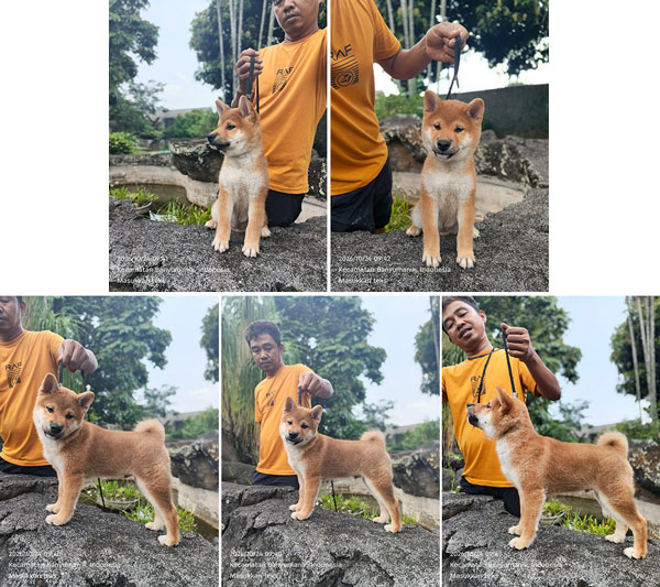 Jual Shiba Inu Jantan Big Bone Wajah Bulat Menggemaskan