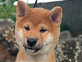 Jual Shiba Inu Jantan Big Bone Wajah Bulat Menggemaskan