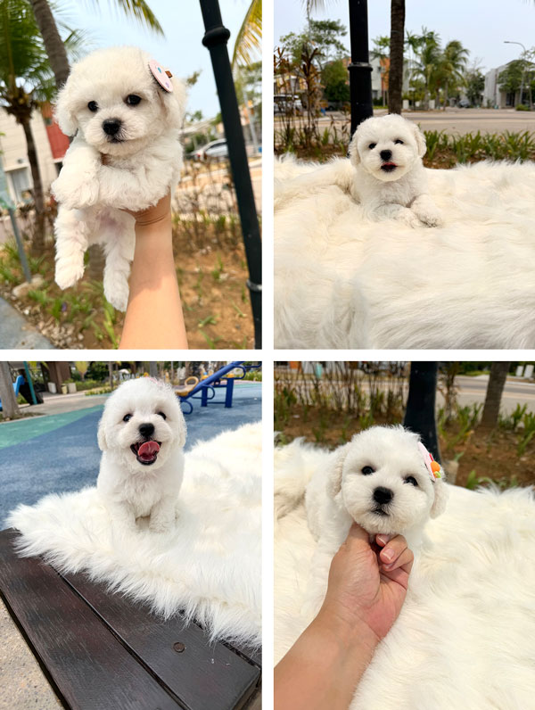 Dijual Anakan Bichon Frise Premium Bloodline Champion Indonesia No. 1