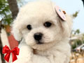 Dijual Anakan Bichon Frise Premium Bloodline Champion Indonesia No. 1