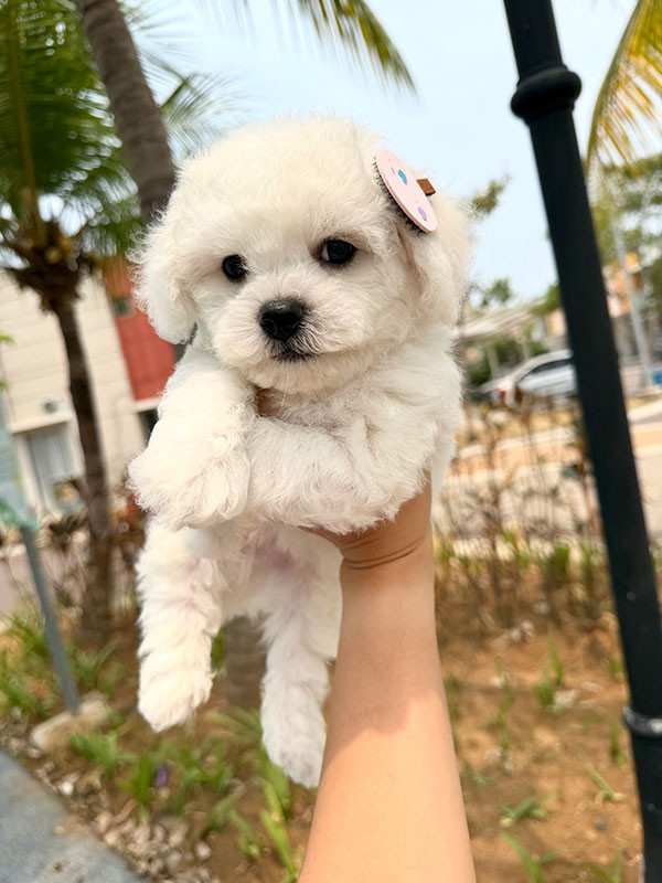 Dijual Anakan Bichon Frise Premium Bloodline Champion Indonesia No. 1