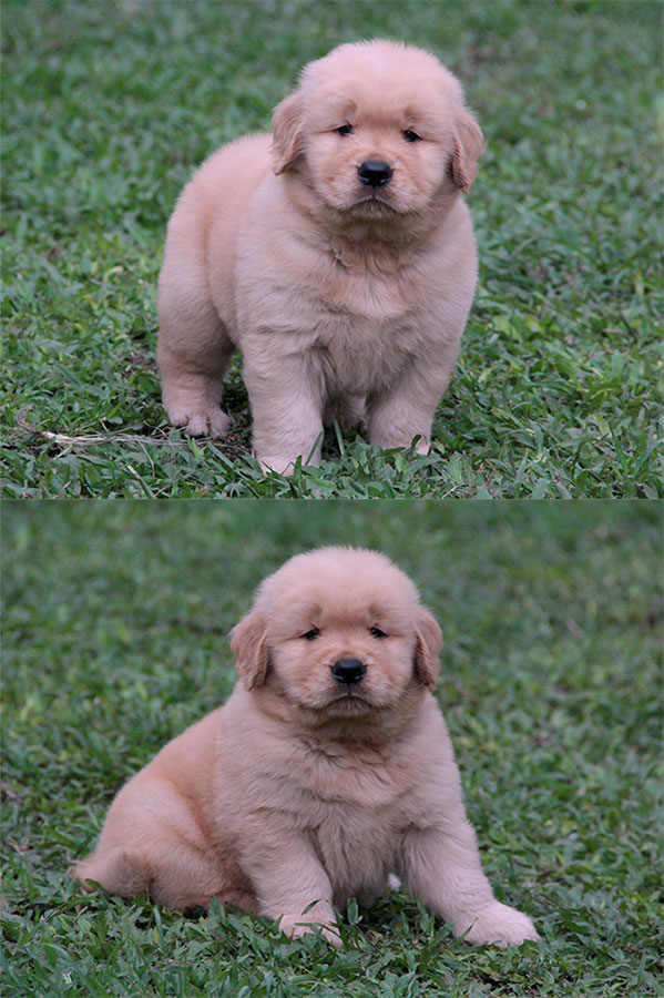 Dijual 1 Ekor Puppy Golden Jantan Kualitas Bagus