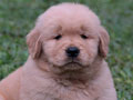 Dijual 1 Ekor Puppy Golden Jantan Kualitas Bagus