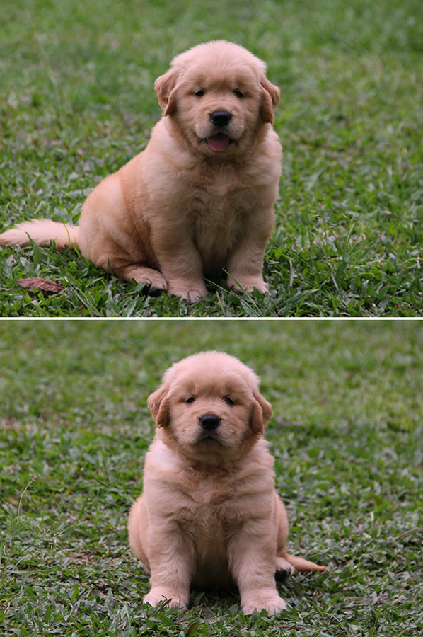 Dijual 1 Ekor Puppy Golden Betina Kualitas Bagus