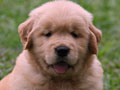Dijual 1 Ekor Puppy Golden Betina Kualitas Bagus
