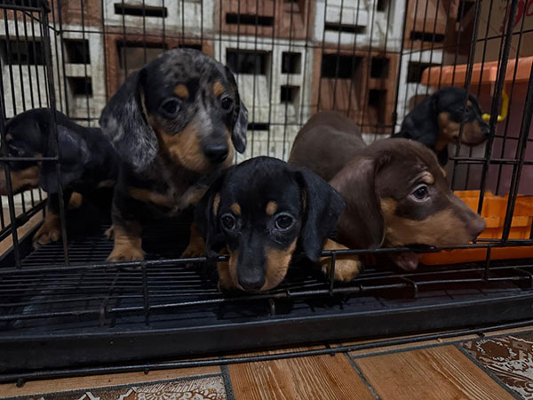 Jual Anjing Miniature Dachshund