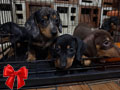 Jual Anjing Miniature Dachshund