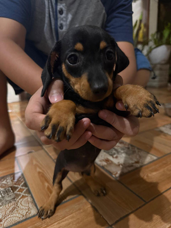 Jual Anjing Miniature Dachshund