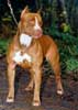 Surat Terbuka Mengenai American Pitt Bull Terrier (APBT)