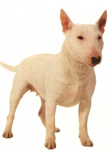 Anjing Bull Terrier