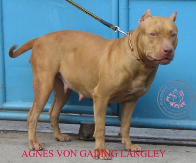 GADING LANGLEY KENNEL