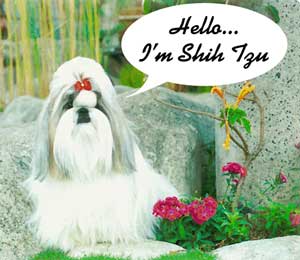 Anjing Shih Tzu