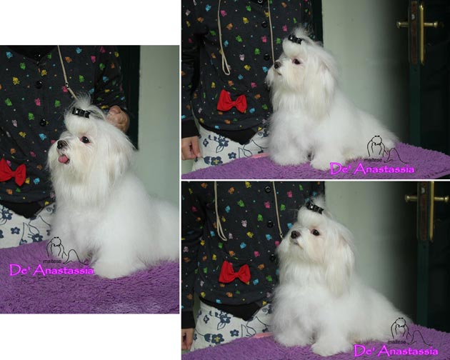 Astrea�s Glandy�s The Star