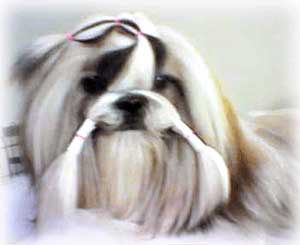Anjing Shih Tzu