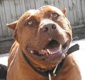 Menguak Sisi Obyektif Pada Mitos Kebrutalan APBT