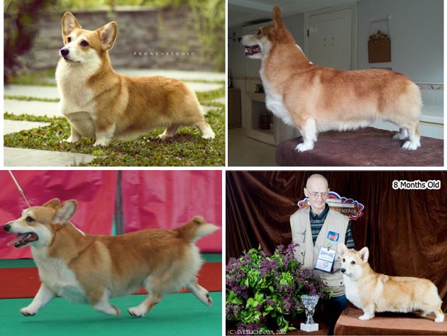 Ch.Laif Spring Yankee Money Maker