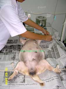 Penyebab Dan  Proses Operasi Cesar Pada Anjing