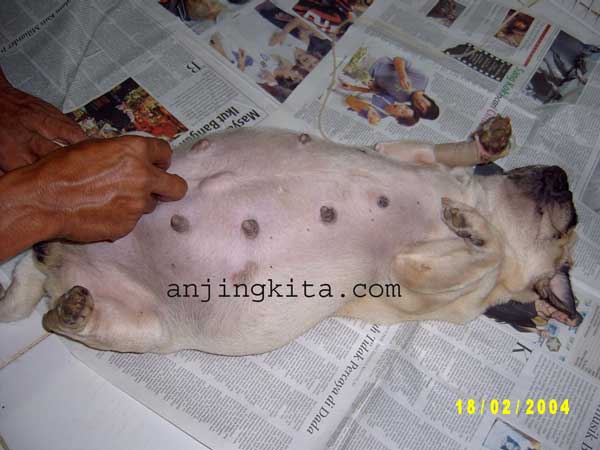 Penyebab Dan  Proses Operasi Cesar Pada Anjing