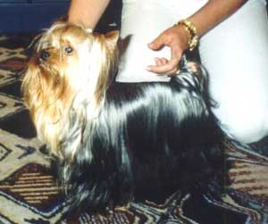 Sunshine Yorkshire Terrier Kennel