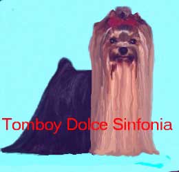 Sunshine Yorkshire Terrier Kennel