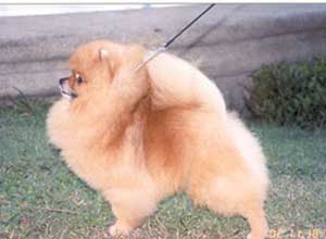 Pomindo Pomeranians