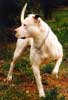 Anjing American Pit Bull Terrier