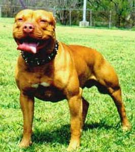 Mengenal Gameness Pada APBT