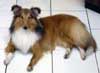 Anjing Shetland Sheepdog