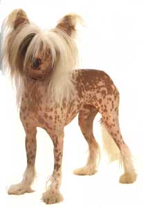 Anjing Chinese Crested Dog