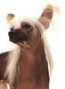 Anjing Chinese Crested Dog