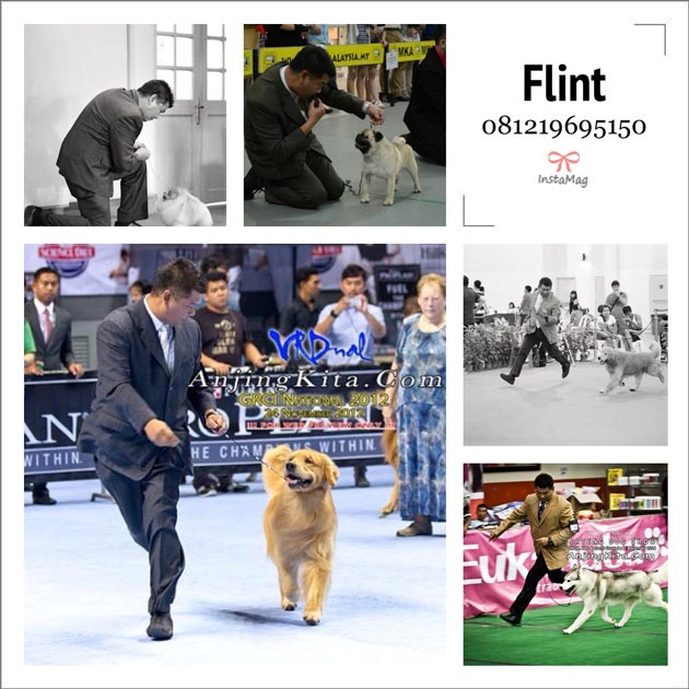 Jasa Profesional Untuk Anjing Show