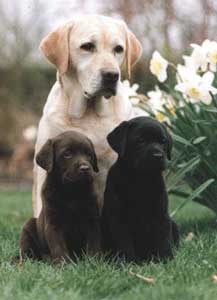Labrador Retriever