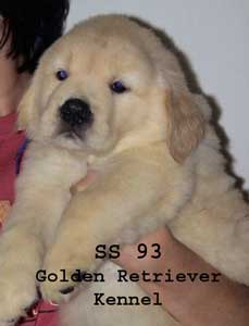 Kelainan-kelainan Genetik Pada Trah Golden Retriever