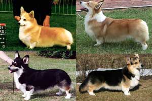 Anjing Pembroke Welsh Corgi