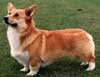 Anjing Pembroke Welsh Corgi