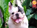 Pejantan French Bulldog : Camberski Conan