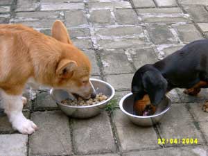 Masalah Makan Pada Anjing
