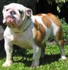 Anjing English Bulldog