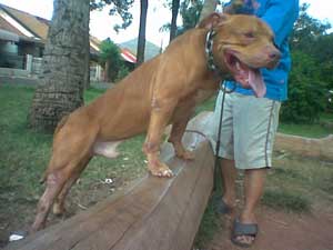 APBT, Memilih Tipe Yang Tepat