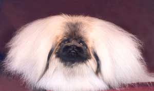 Anjing Pekingese