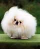 Anjing Pekingese