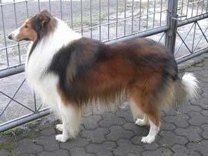 RJ Kennel