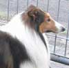 RJ Kennel