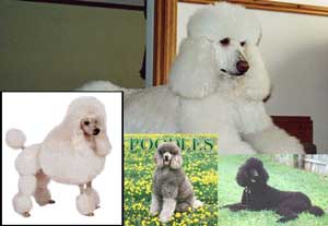 Anjing Poodle