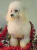Anjing Poodle