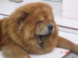 Chow Chow